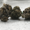 Buy Big Bud Strain