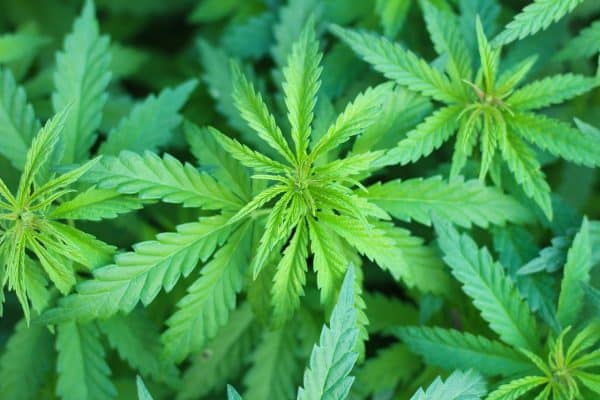 Buy Cannabis Online In South Dakota