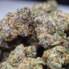 Buy Apple Fritter Strain