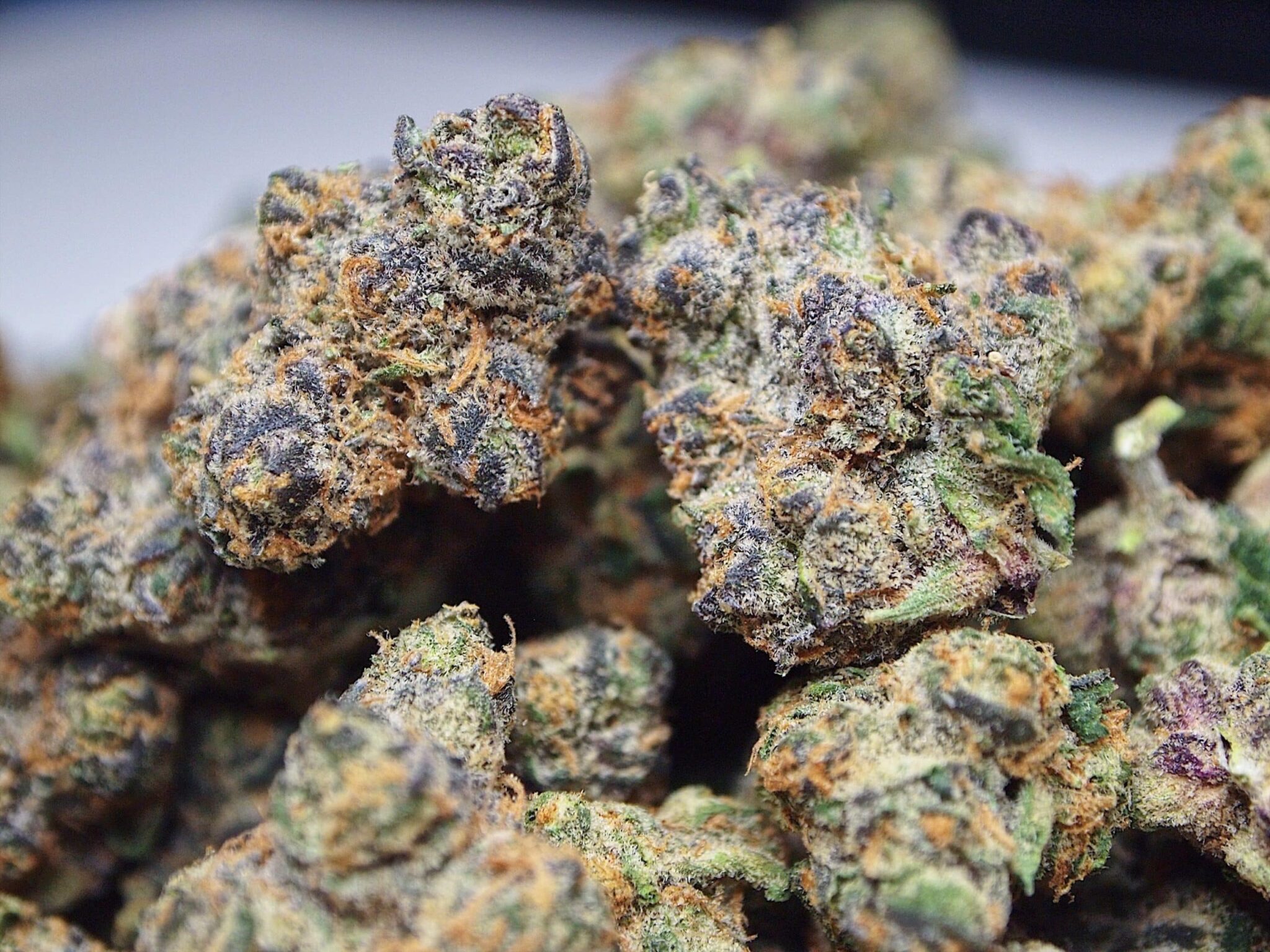 Buy Apple Fritter Strain Buy Apple Fritter Strain