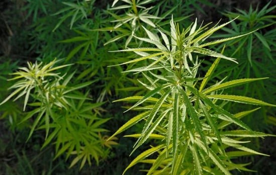 Sativa Plant Pictures