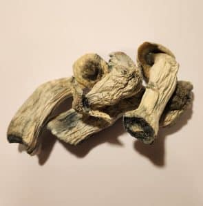 Magic Mushrooms