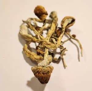 buy blue meanie mushroom