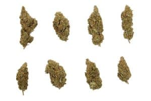 Top 10 Sativa Strains